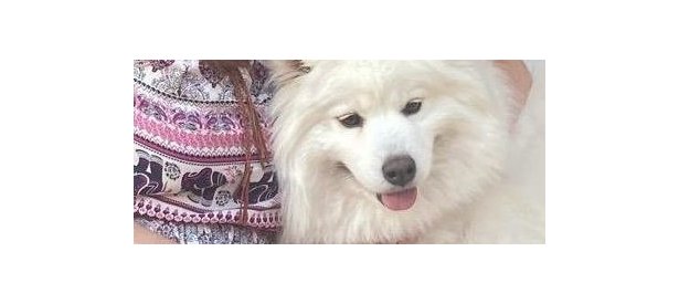 Supporting image for Coffee Break August:  Show how much your pet means to you this month as 26TH August is National Dog Day. Say PAWS OFF to become smoke free